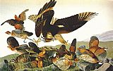 John James Audubon Bobwhite, Virginia Partridge painting